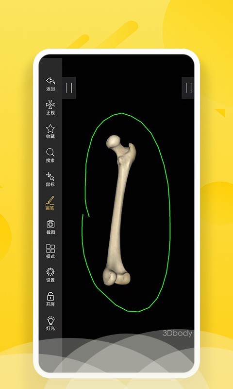 3Dbody艺用