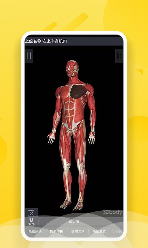3Dbody艺用
