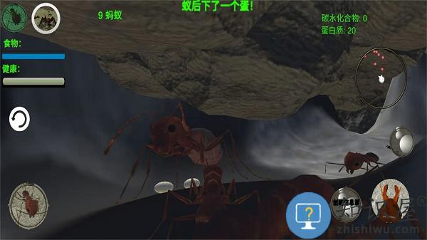 奇妙动物世界探险最新版下载v1.0 安卓版