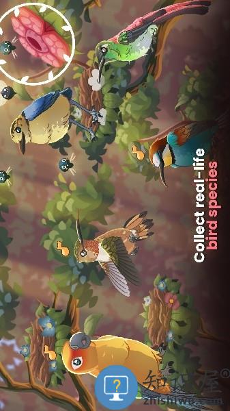 鸟类世界游戏(Bird Kind)下载v1.36 安卓最新版本