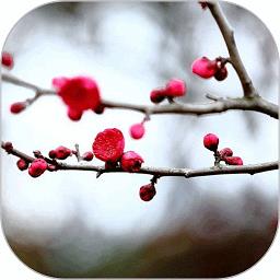 梅花易数笔记v1.5.3 最新版